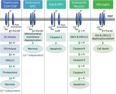 Pleiotropic Roles of P2X7 in the Central Nervous System